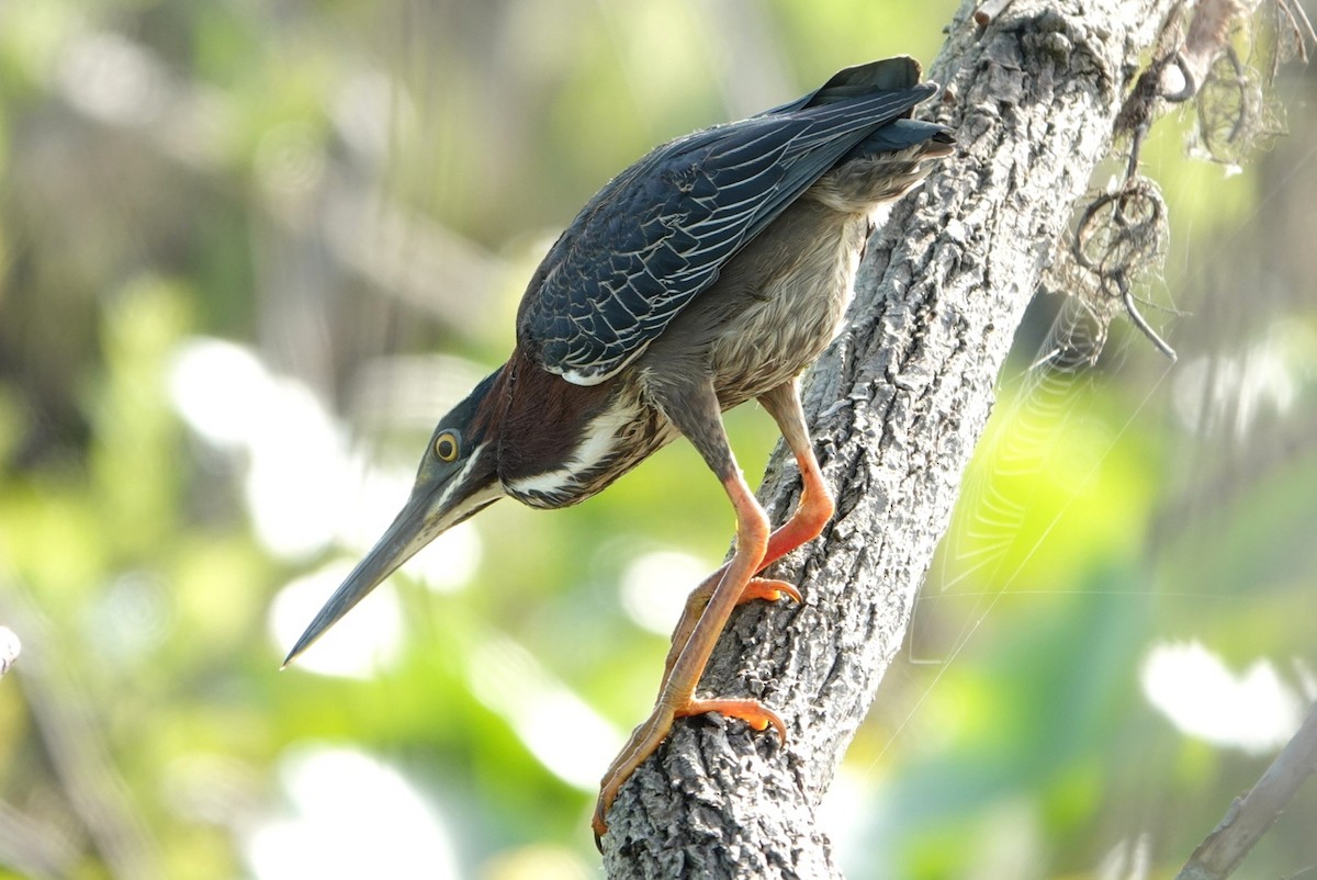 Green Heron - ML321912111