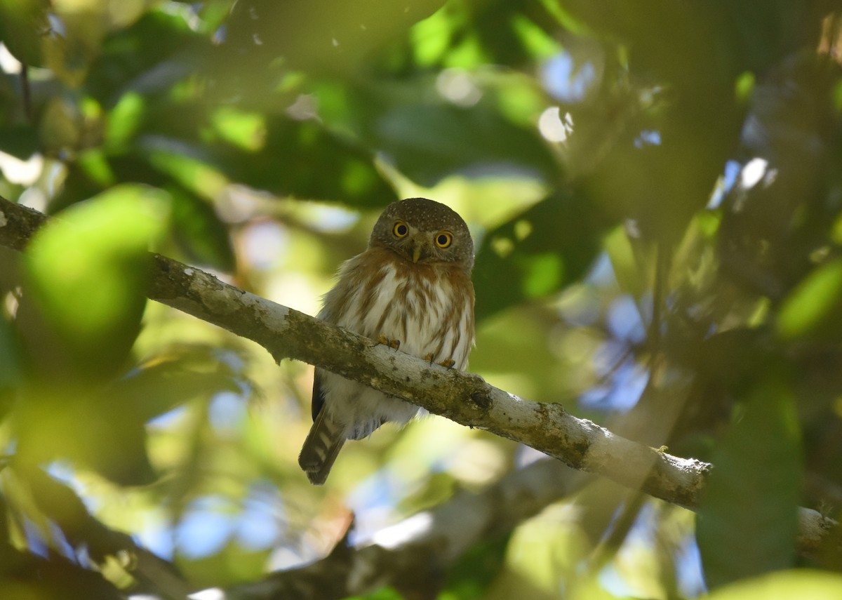 Colima Pygmy-Owl - ML321912181