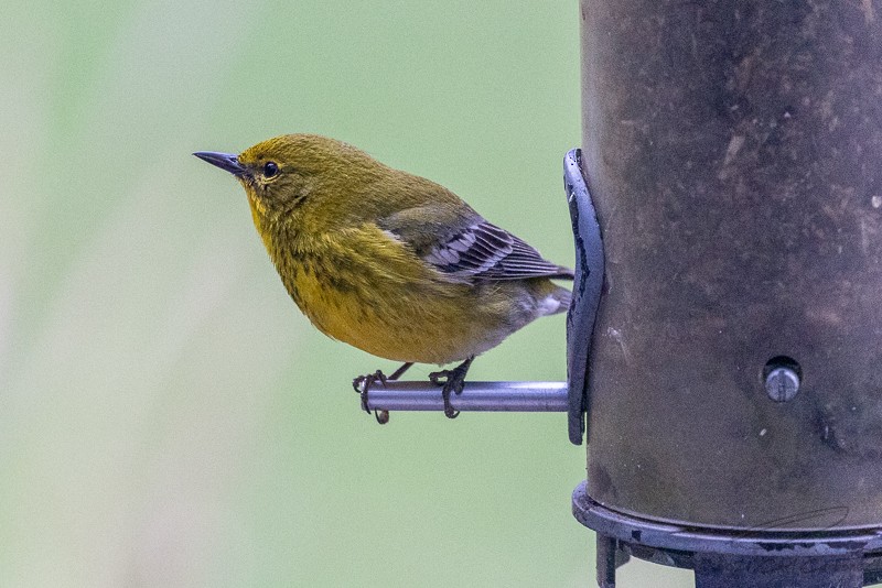 Pine Warbler - Carl Carbone