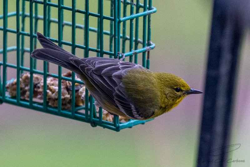 Pine Warbler - ML321912201