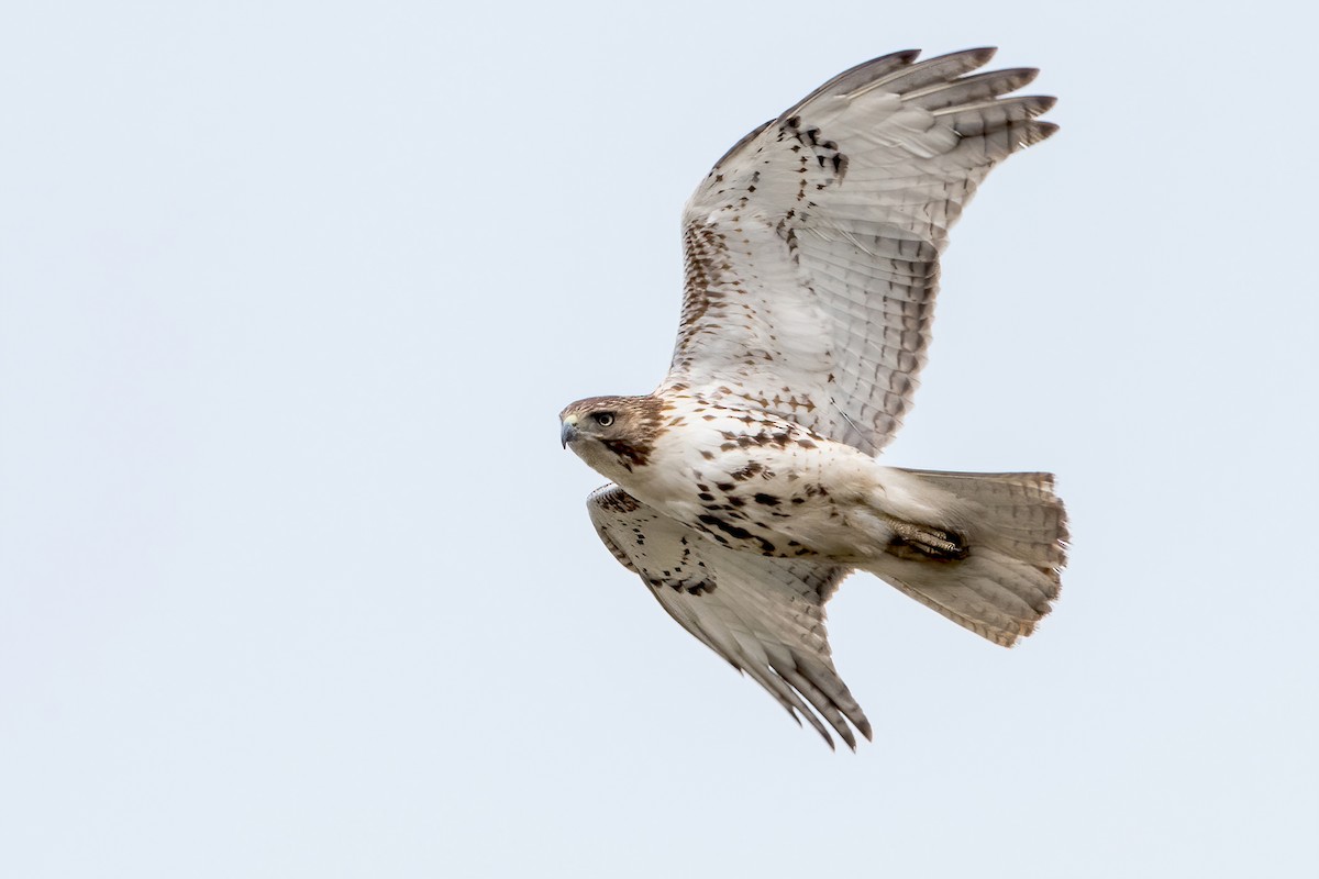 Red-tailed Hawk - Sue Barth