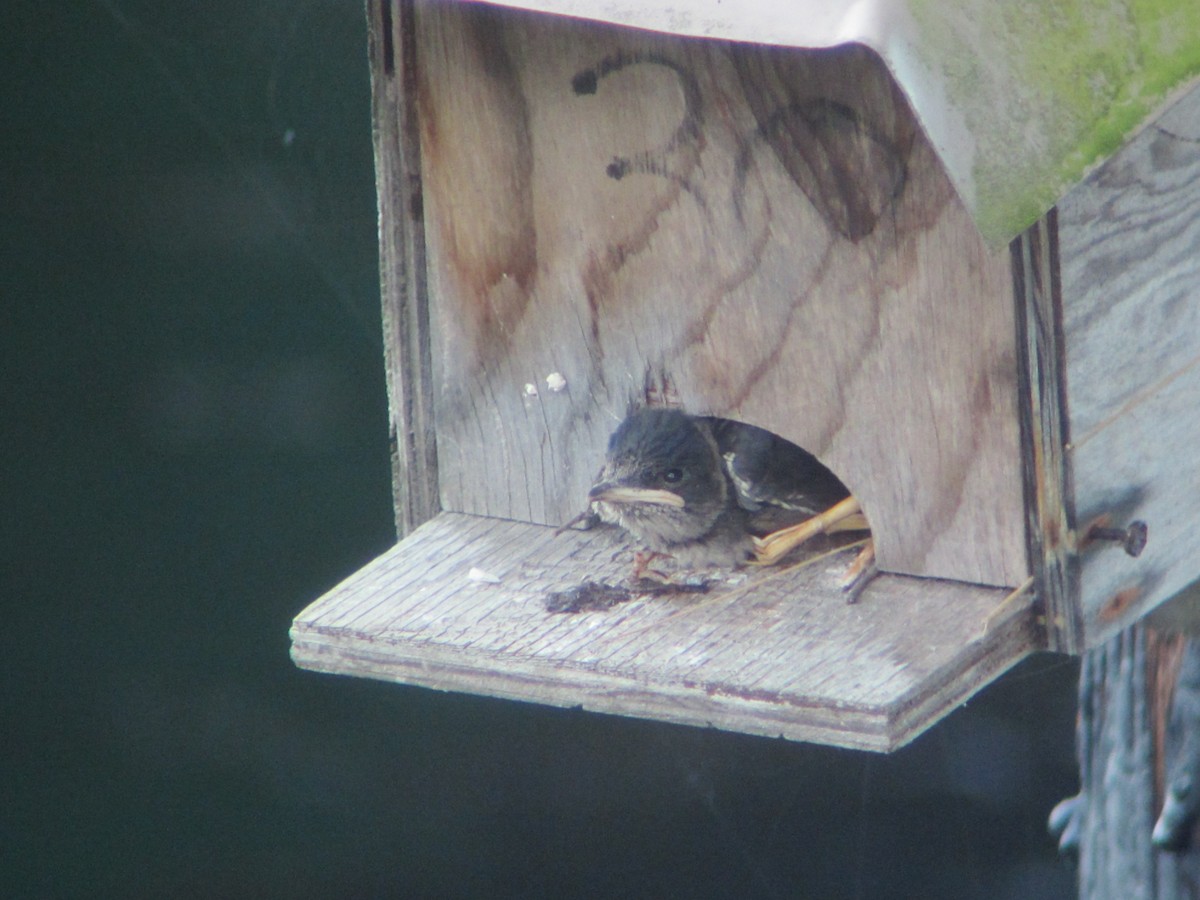 Purple Martin - ML32191481