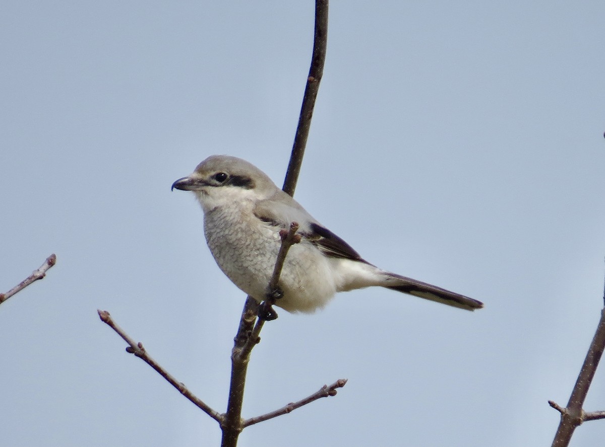 Northern Shrike - ML321915471