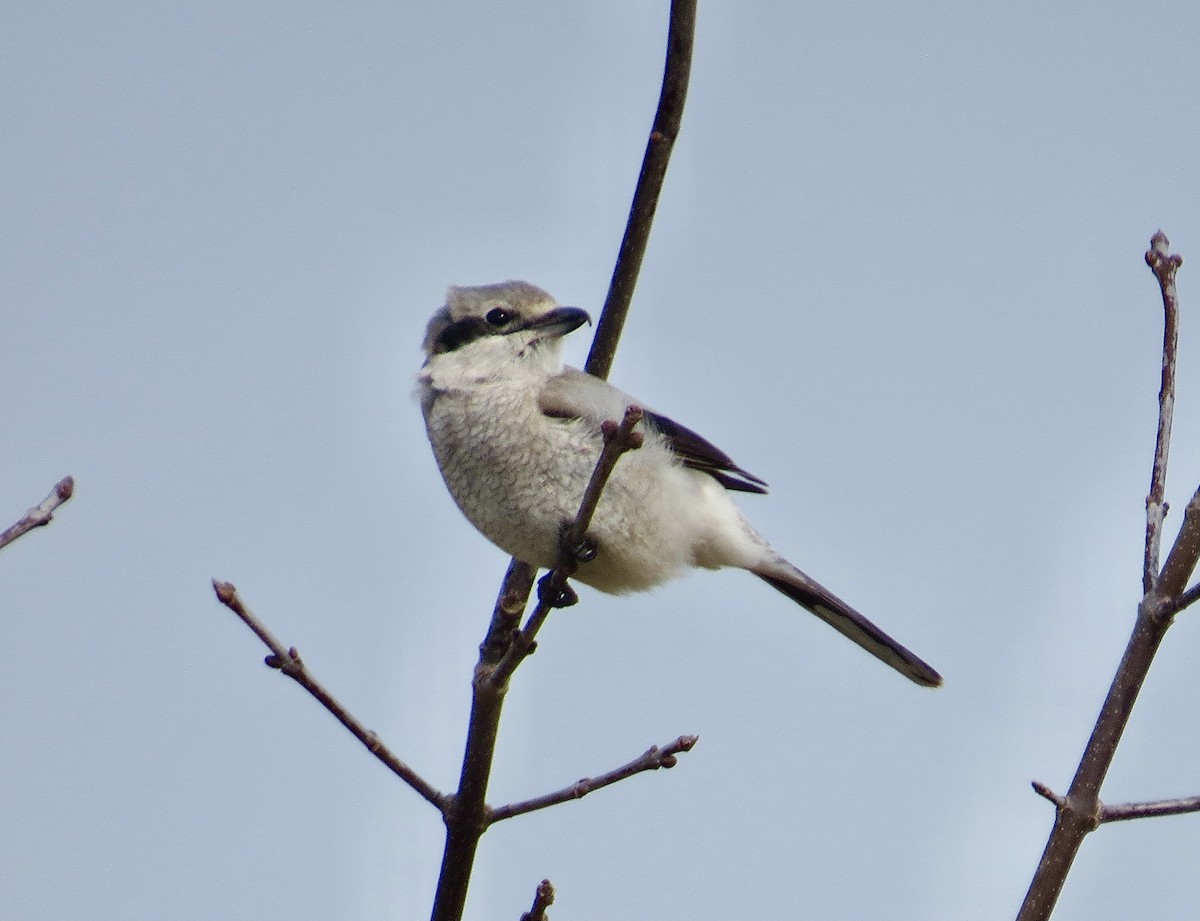 Northern Shrike - ML321915701