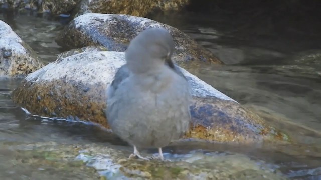 אמודאי אמריקני - ML321916911
