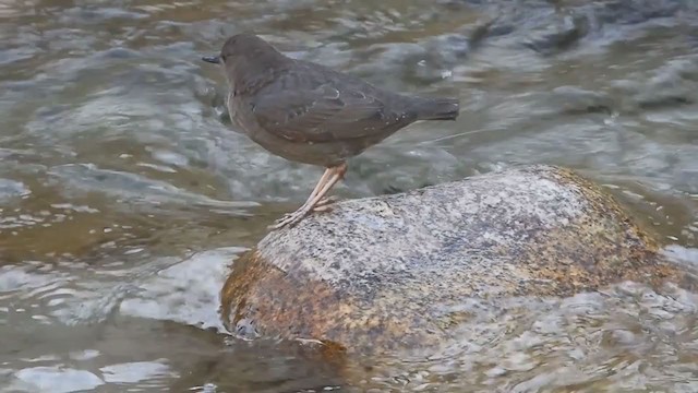 אמודאי אמריקני - ML321917211