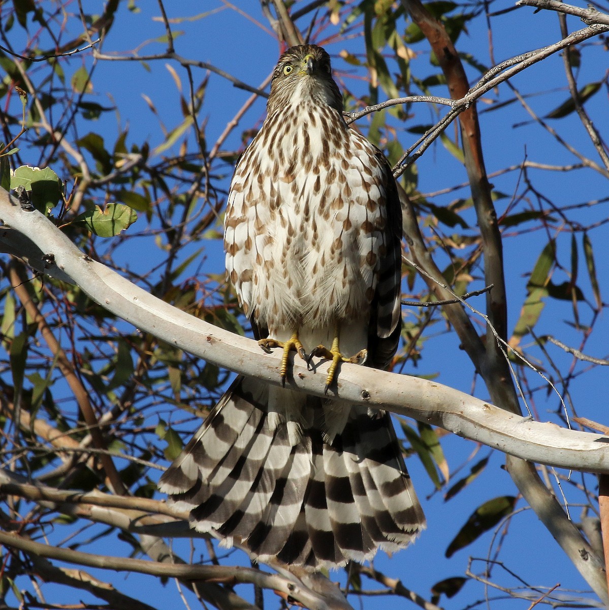 Cooper's Hawk - Steve Rottenborn