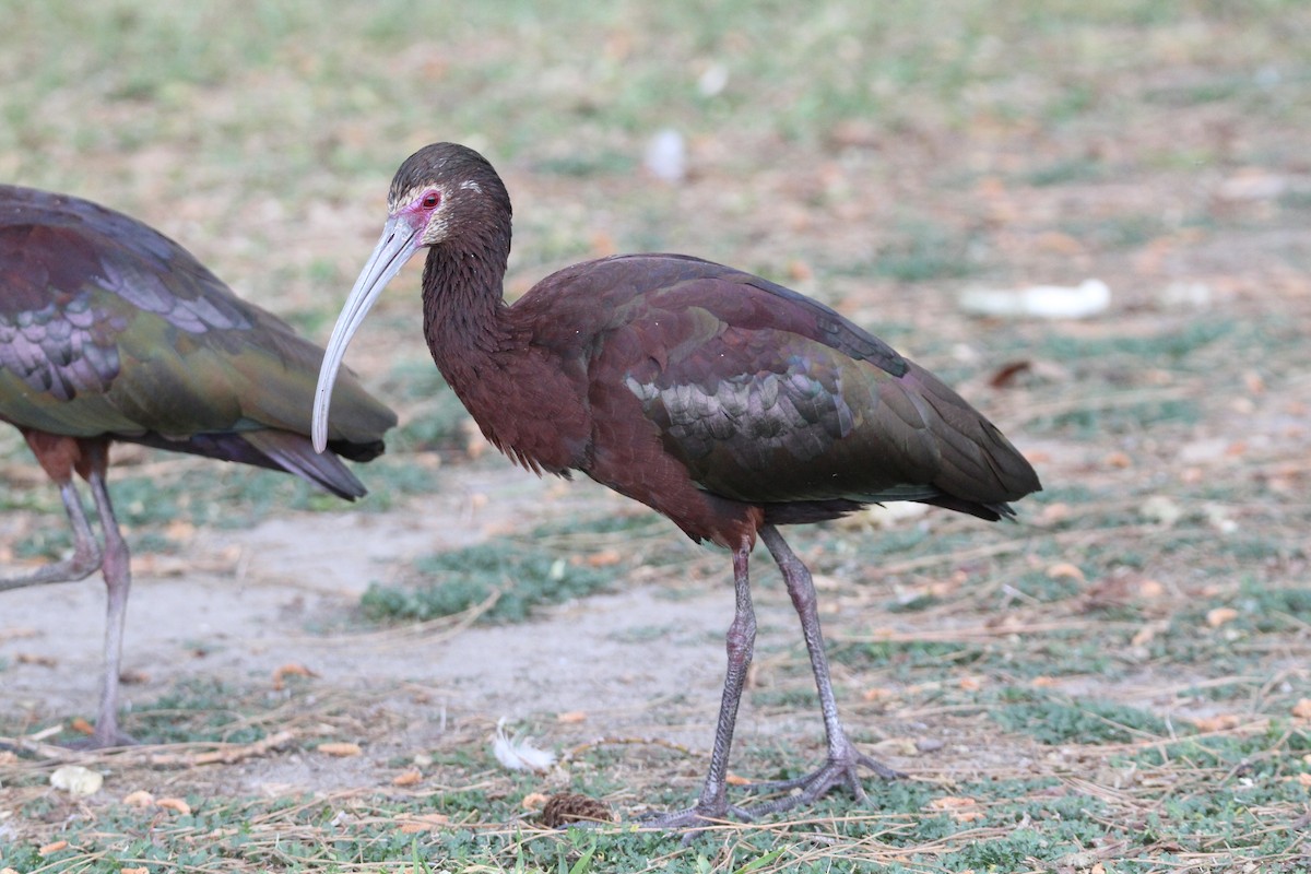White-faced Ibis - Patrick Sysiong