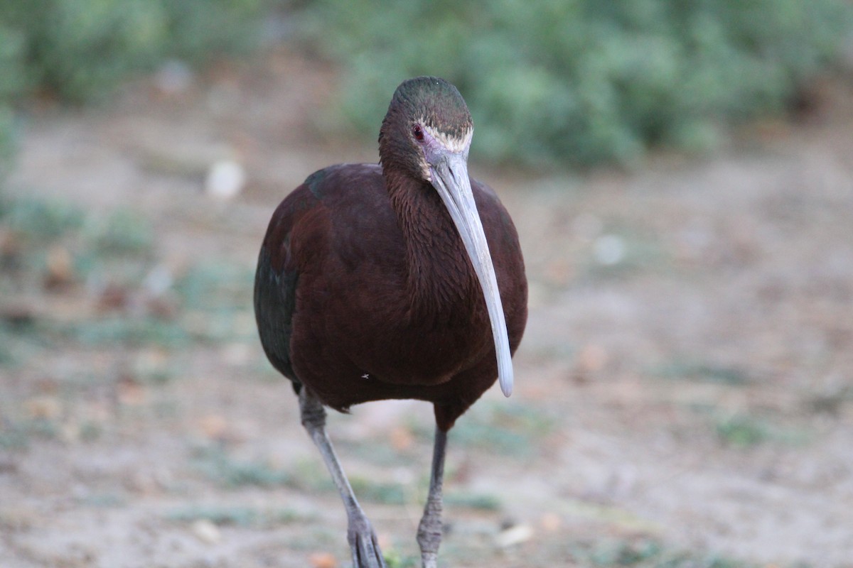 White-faced Ibis - Patrick Sysiong