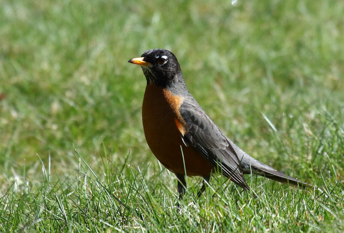 American Robin - ML321920381