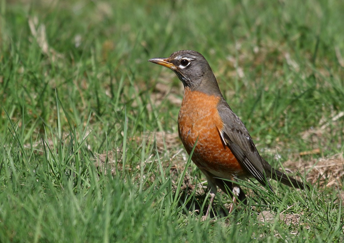 American Robin - ML321920391