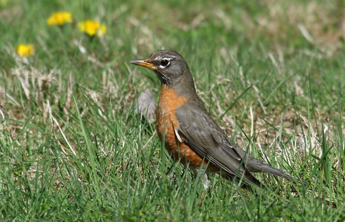 American Robin - ML321920401