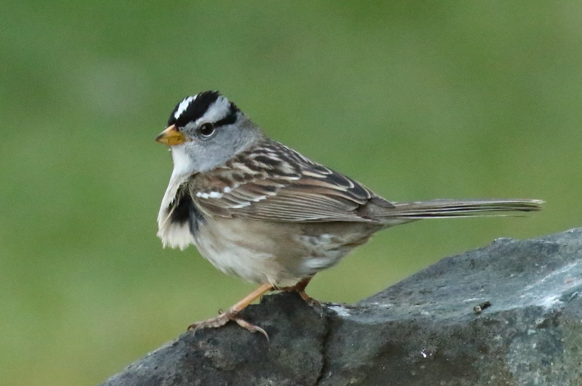 White-crowned Sparrow (pugetensis) - ML321920471