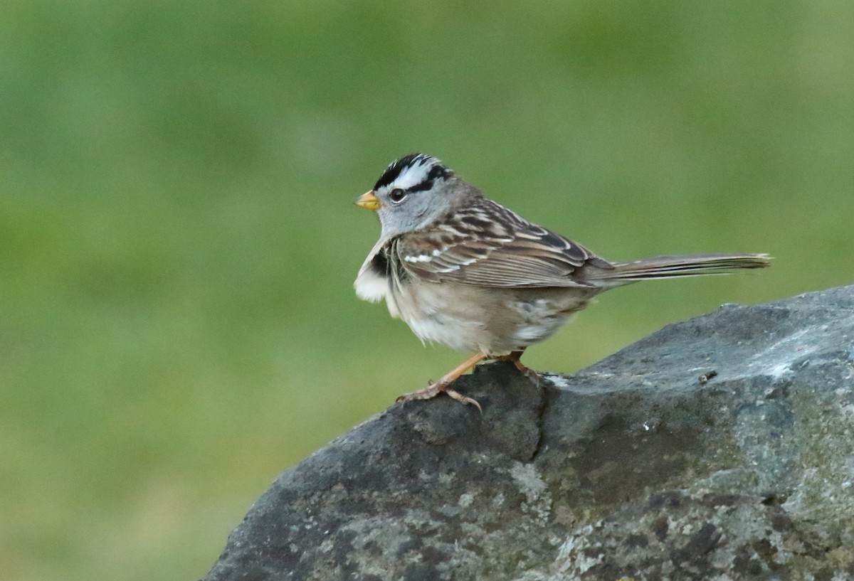 White-crowned Sparrow (pugetensis) - ML321920481