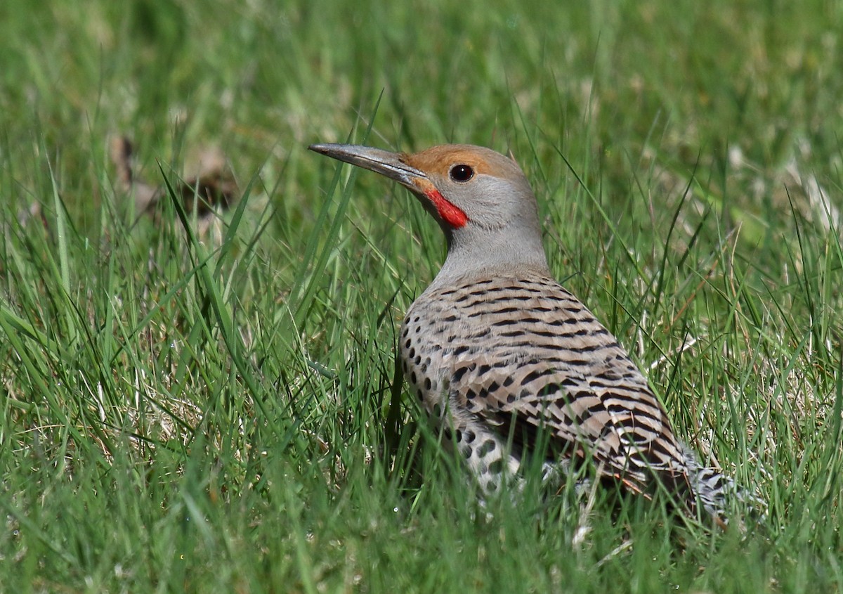 Northern Flicker - Greg Gillson