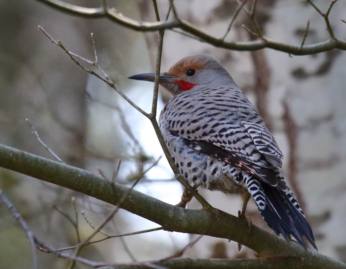 Northern Flicker - ML321920711