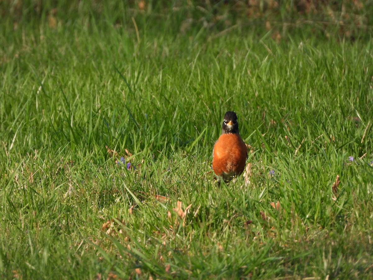 American Robin - ML321920761