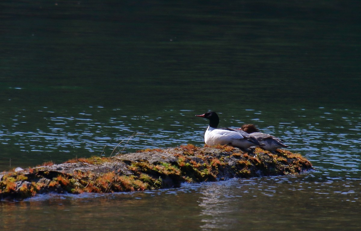 Common Merganser - ML321920851