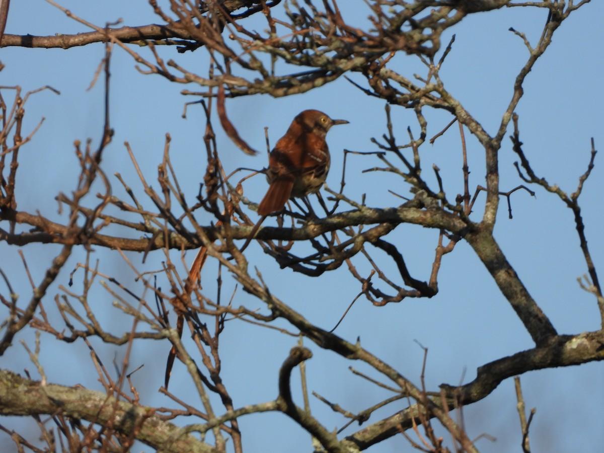 Brown Thrasher - ML321920951