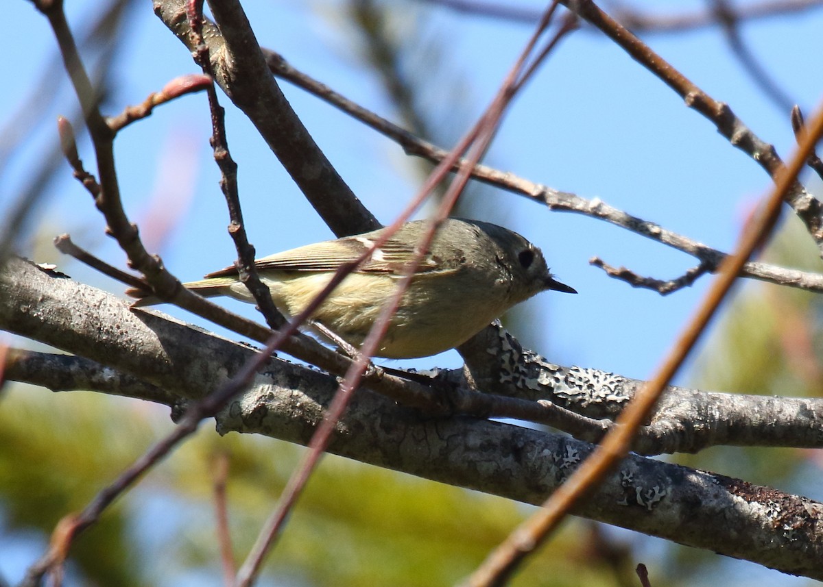 Ruby-crowned Kinglet - ML321921001