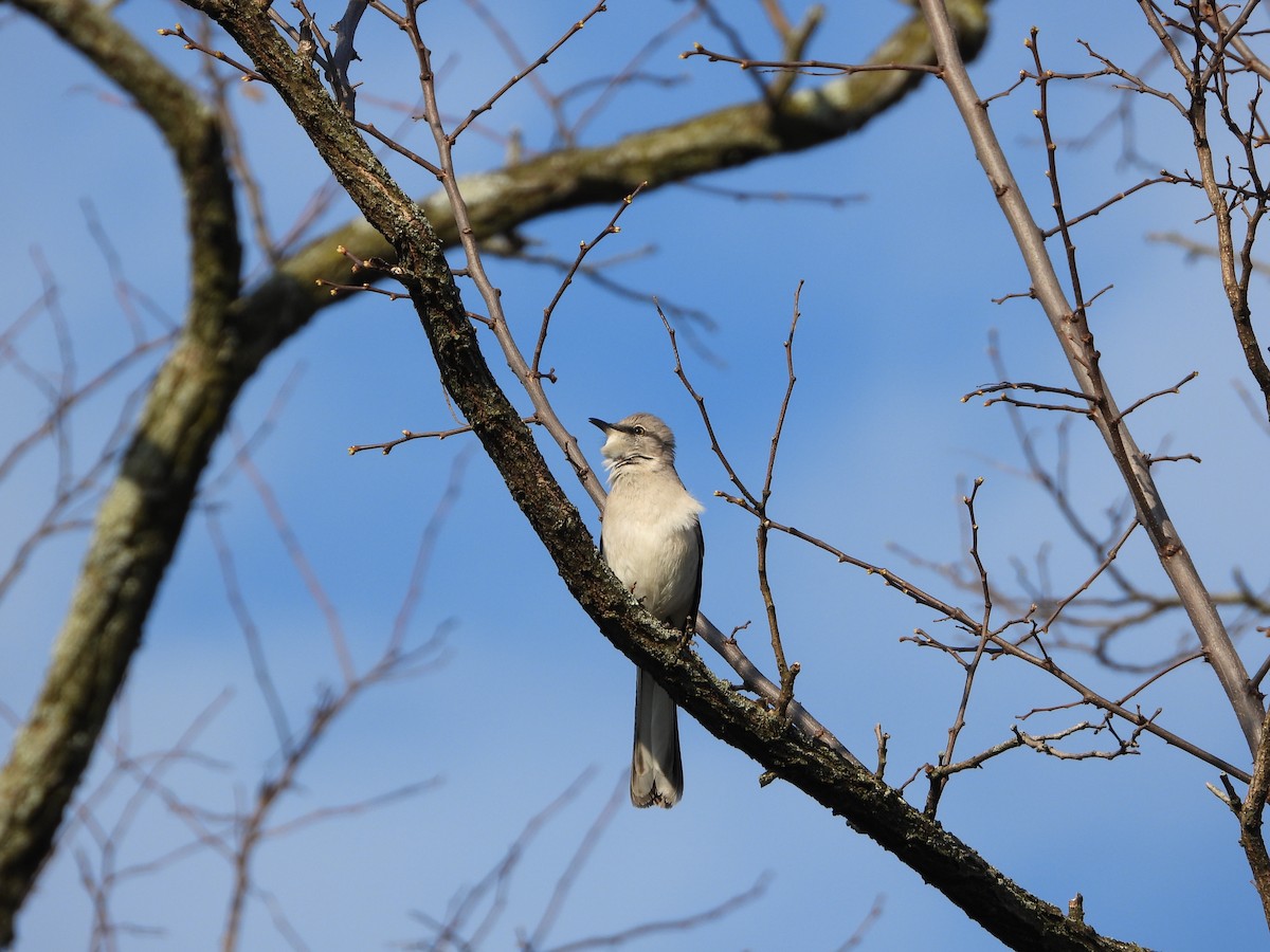 Northern Mockingbird - ML321921441