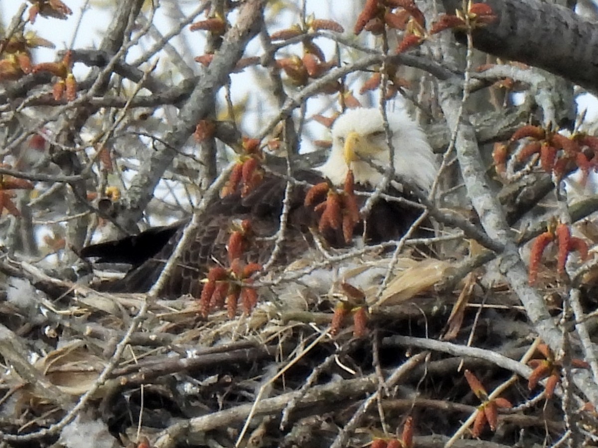 Bald Eagle - ML321921501