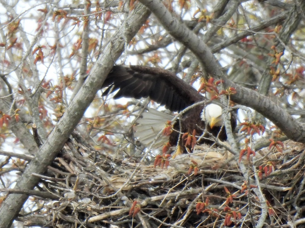 Bald Eagle - ML321921591