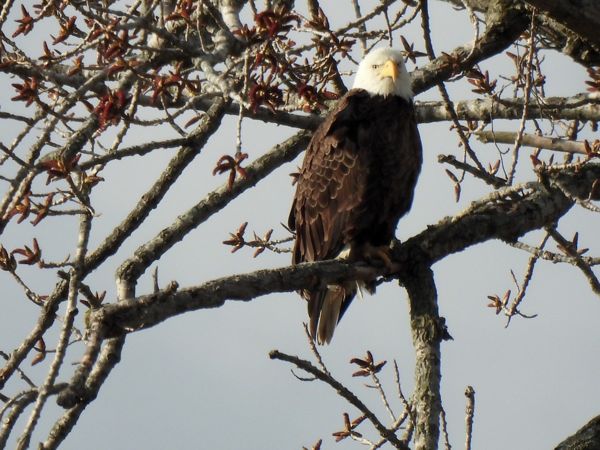 Bald Eagle - ML321921621