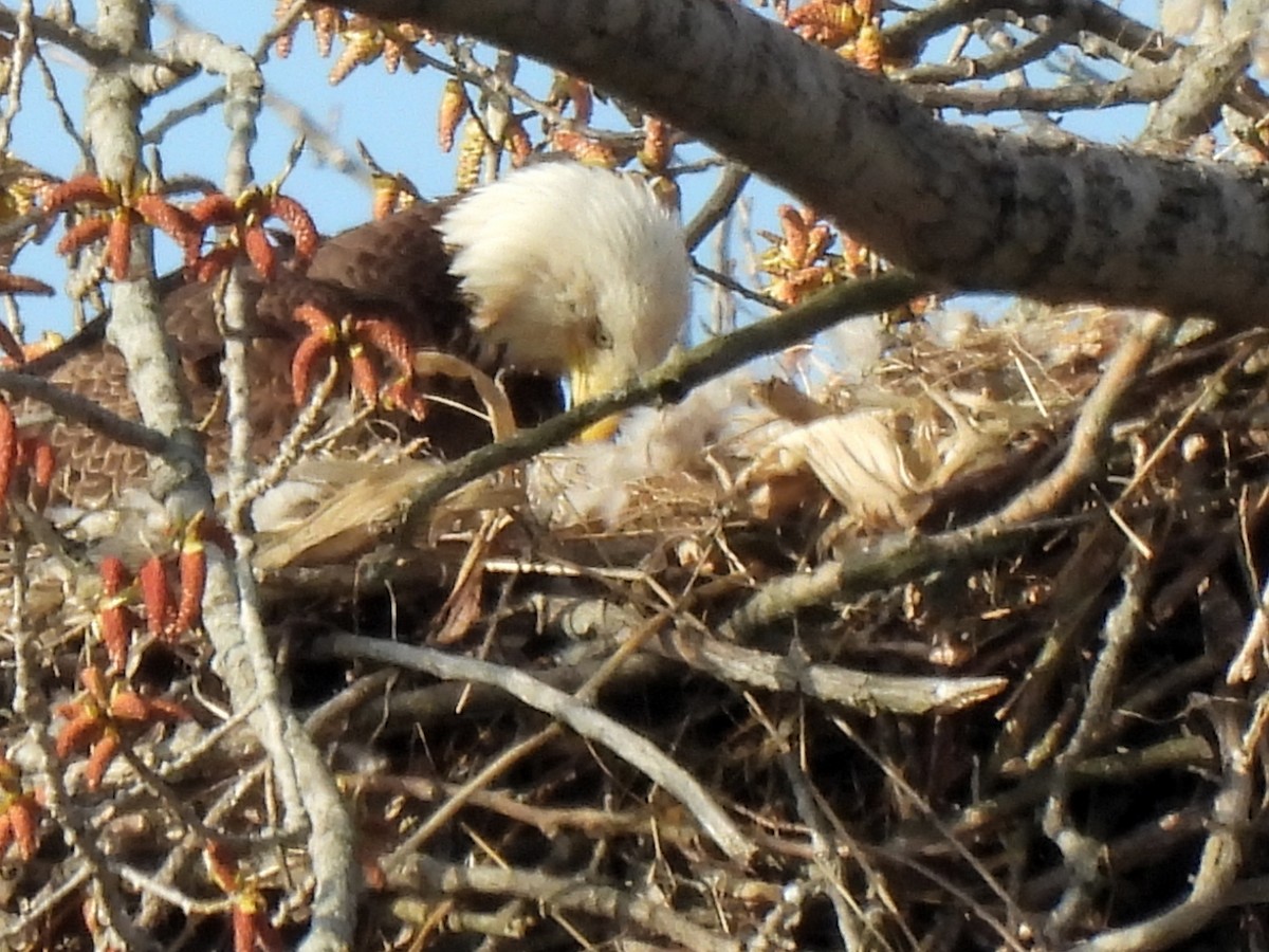 Bald Eagle - ML321921651