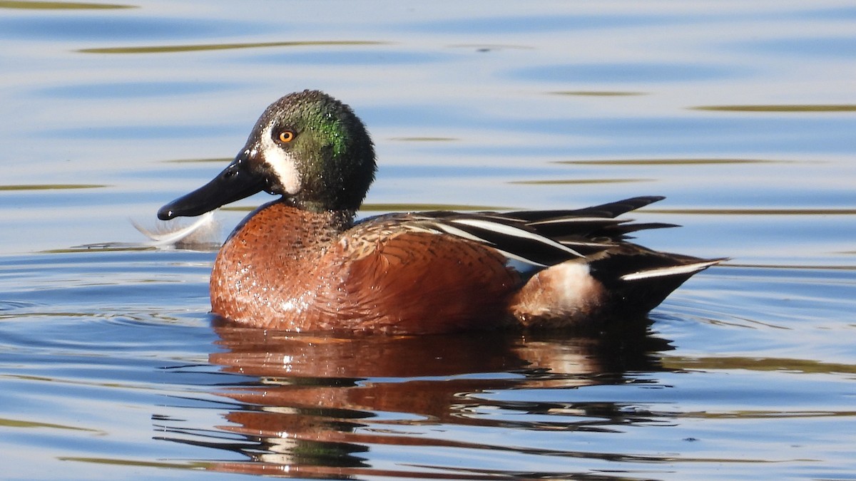 Cinnamon Teal x Northern Shoveler (hybrid) - Corey S.