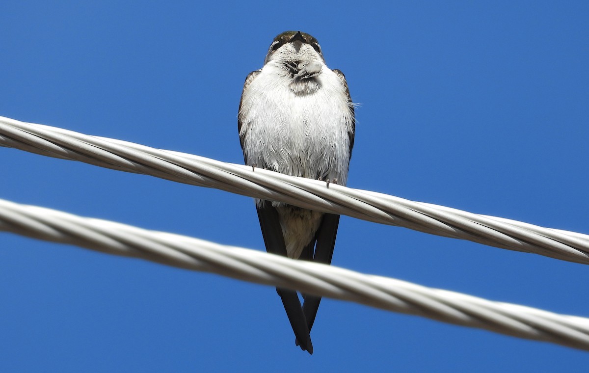 Violet-green Swallow - ML321922811