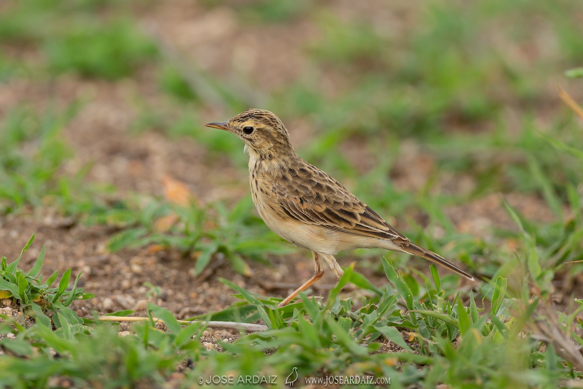 African Pipit (African) - ML321924061