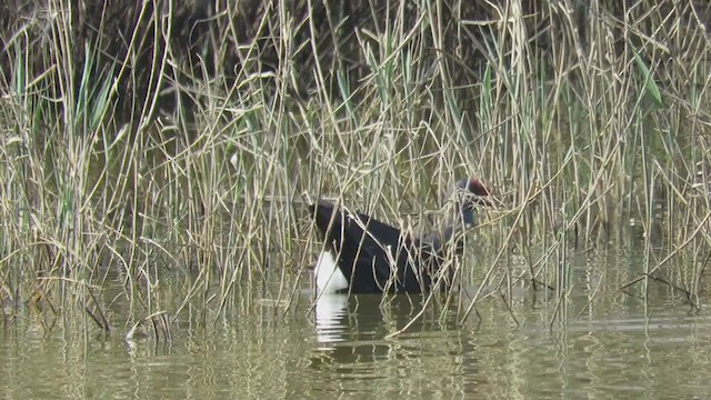 Western Swamphen - ML321924201