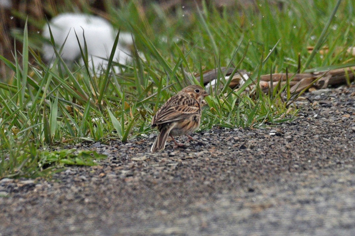 Vesper Sparrow - ML321924541