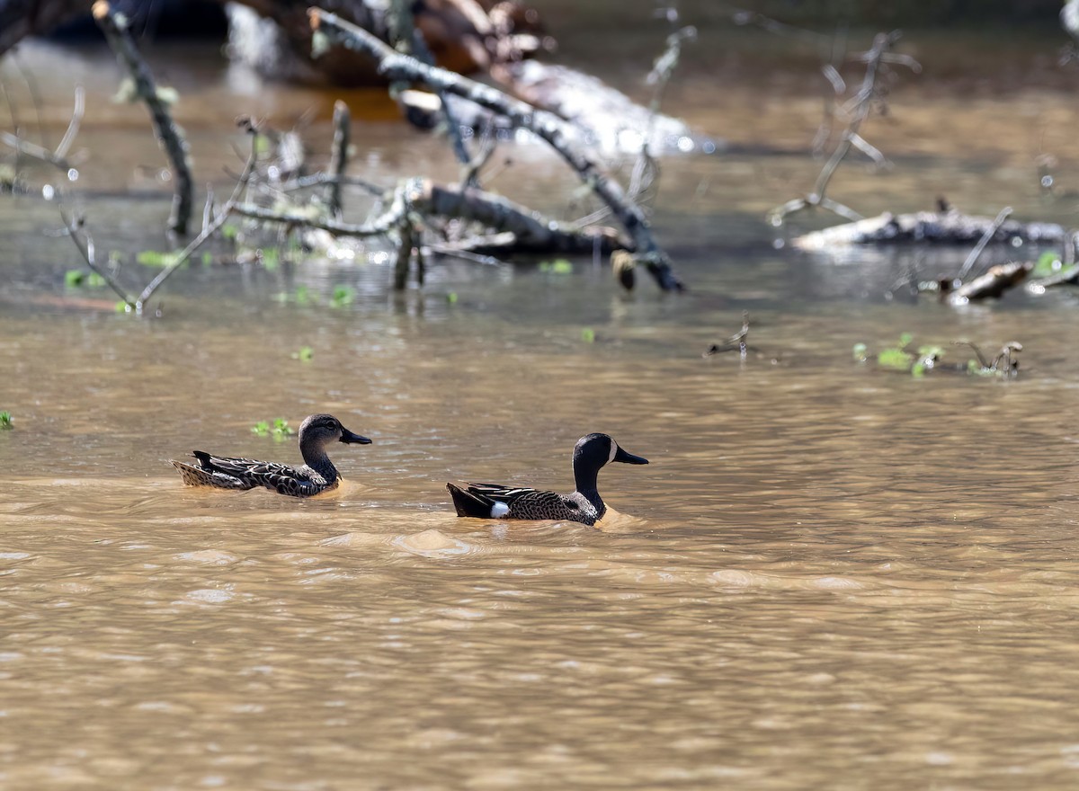 Blue-winged Teal - ML321925071