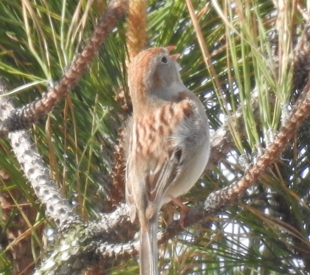 Field Sparrow - ML321925501