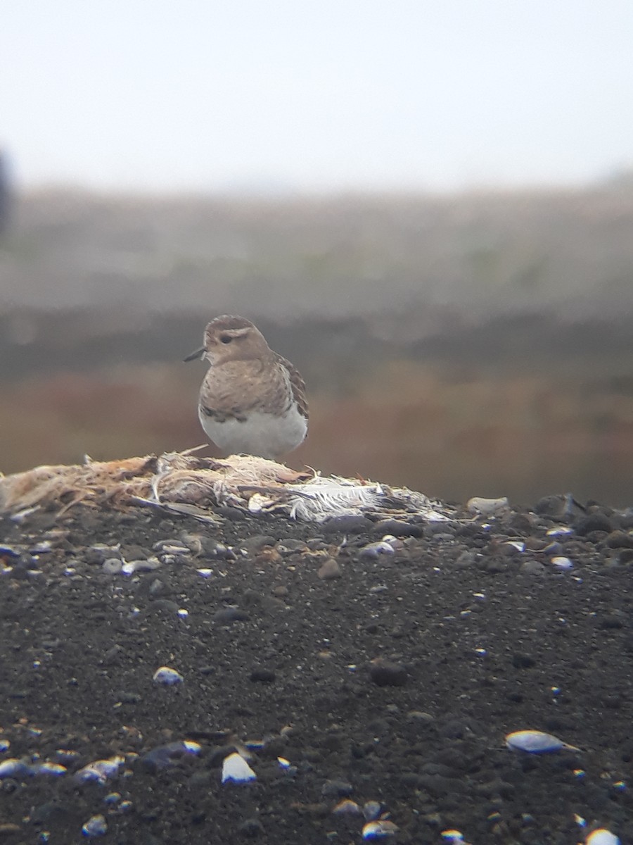 Rufous-chested Dotterel - ML321925551