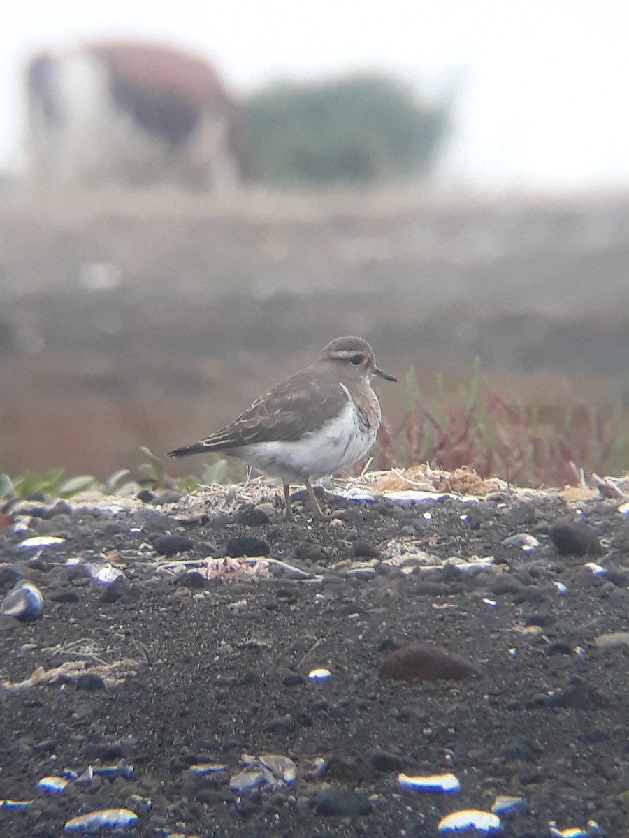 Rufous-chested Dotterel - ML321925561