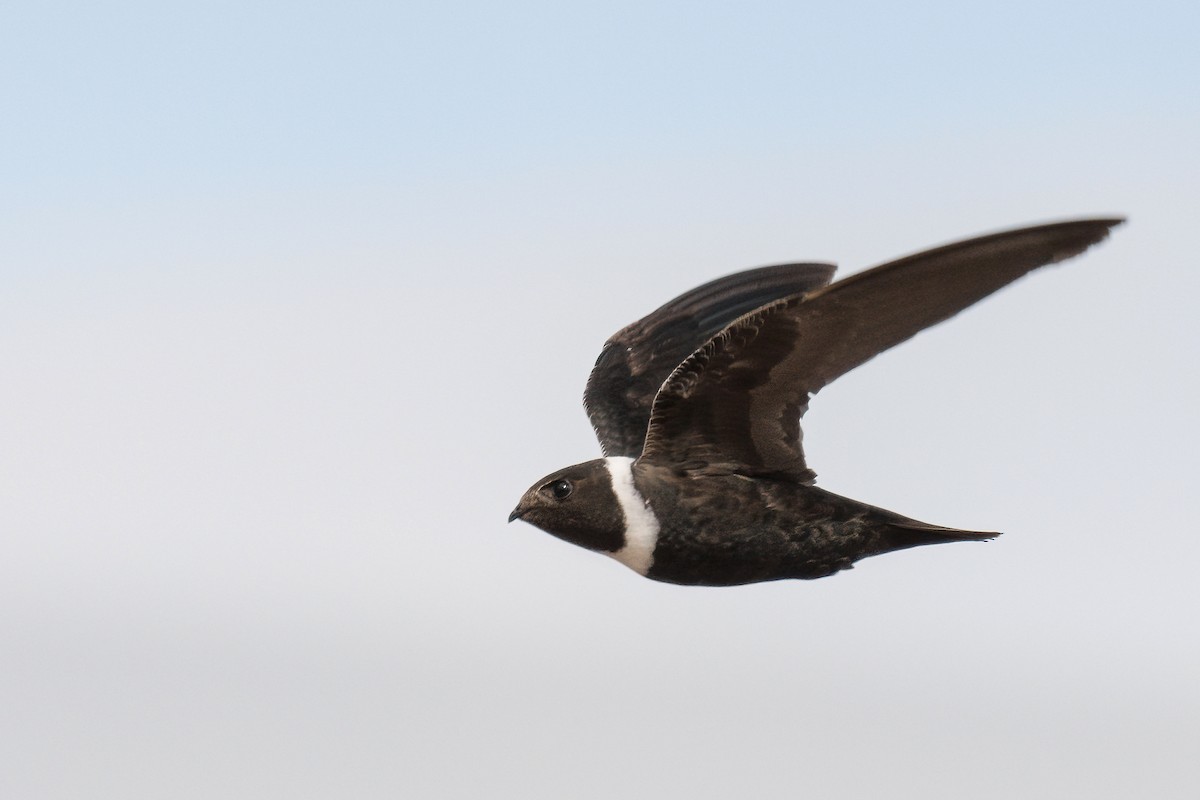 White-collared Swift - ML321926381