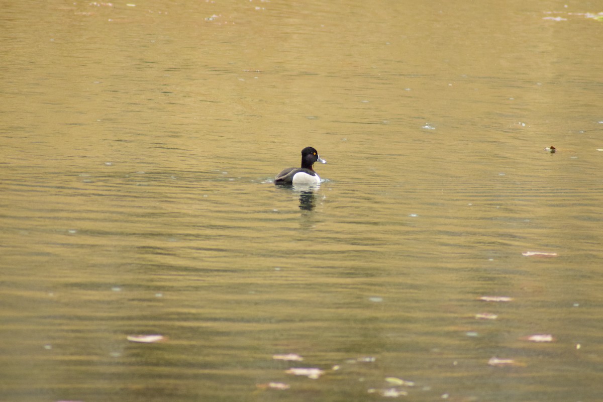 Ring-necked Duck - ML321926401