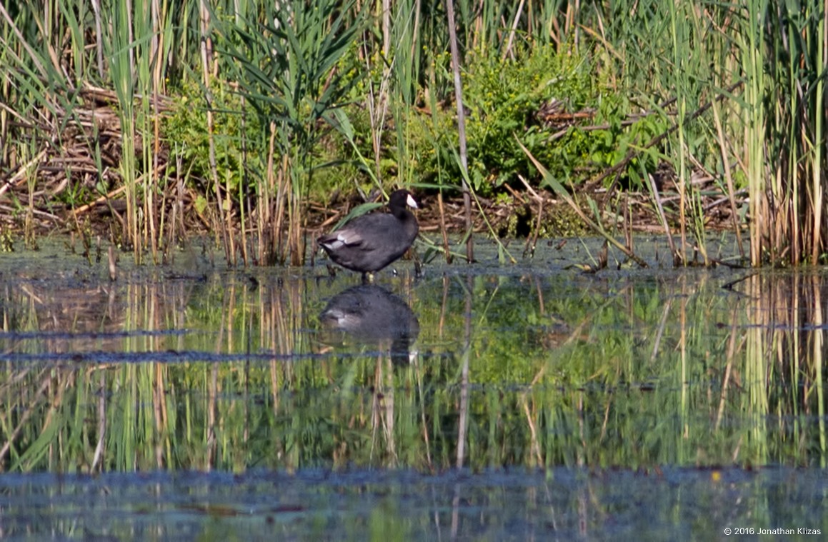 American Coot (Red-shielded) - Jonathan Klizas