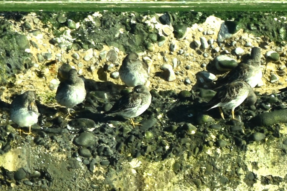 Purple Sandpiper - Blair Whyte