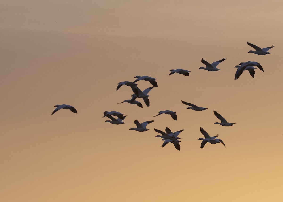 Snow Goose - Bob Martinka