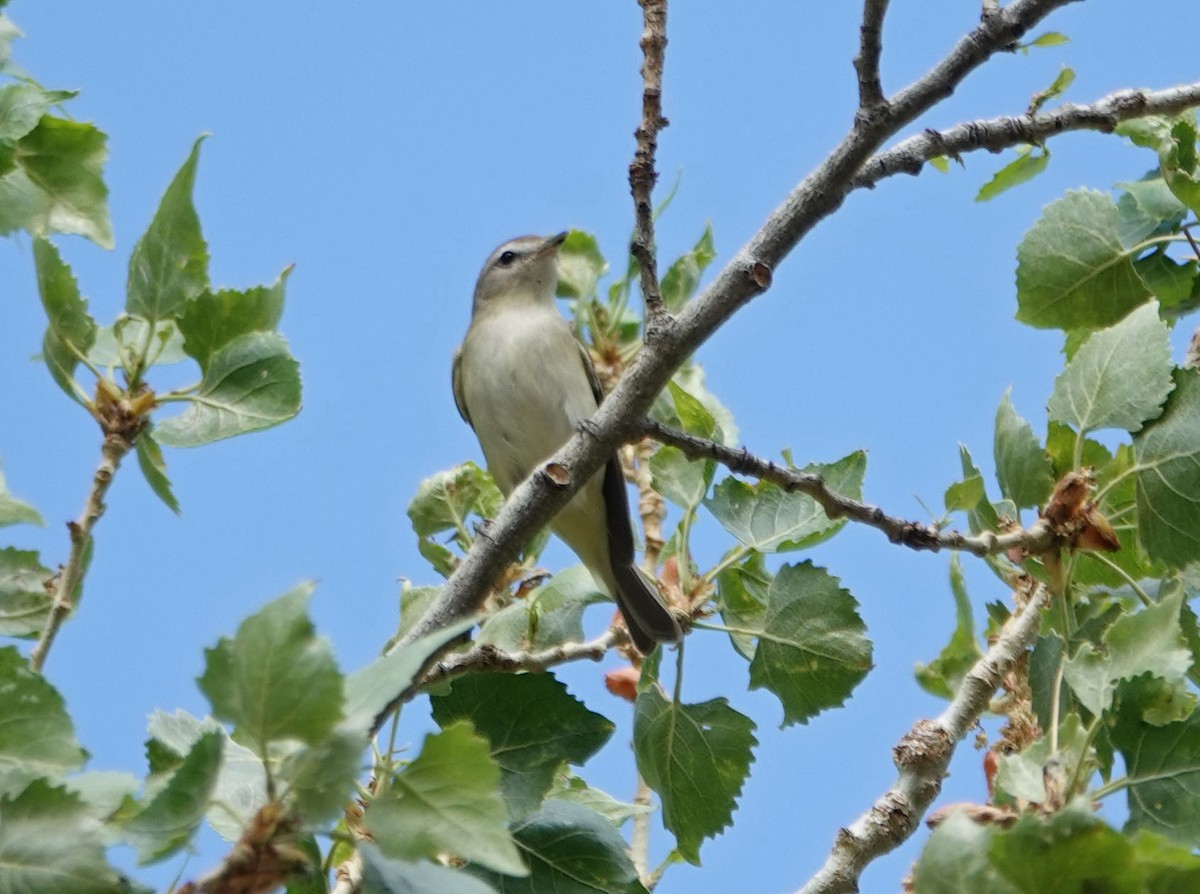 sangvireo - ML321928781
