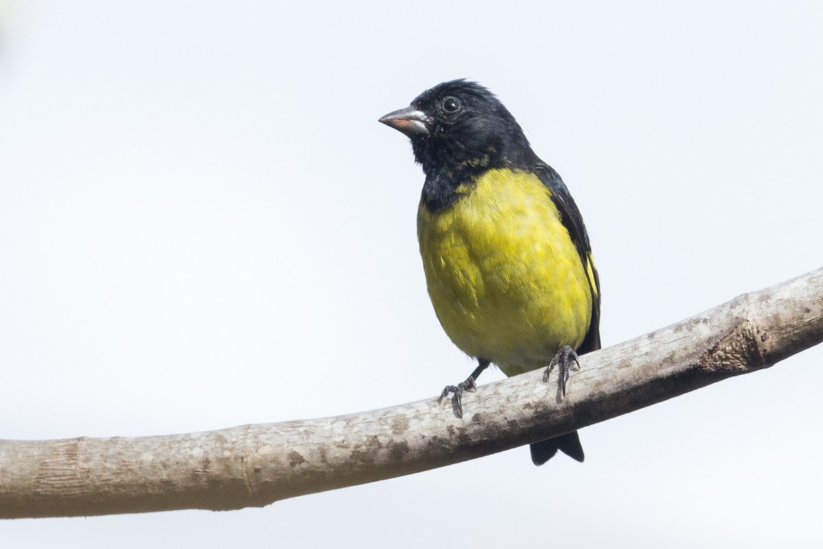 Yellow-bellied Siskin - ML321928951