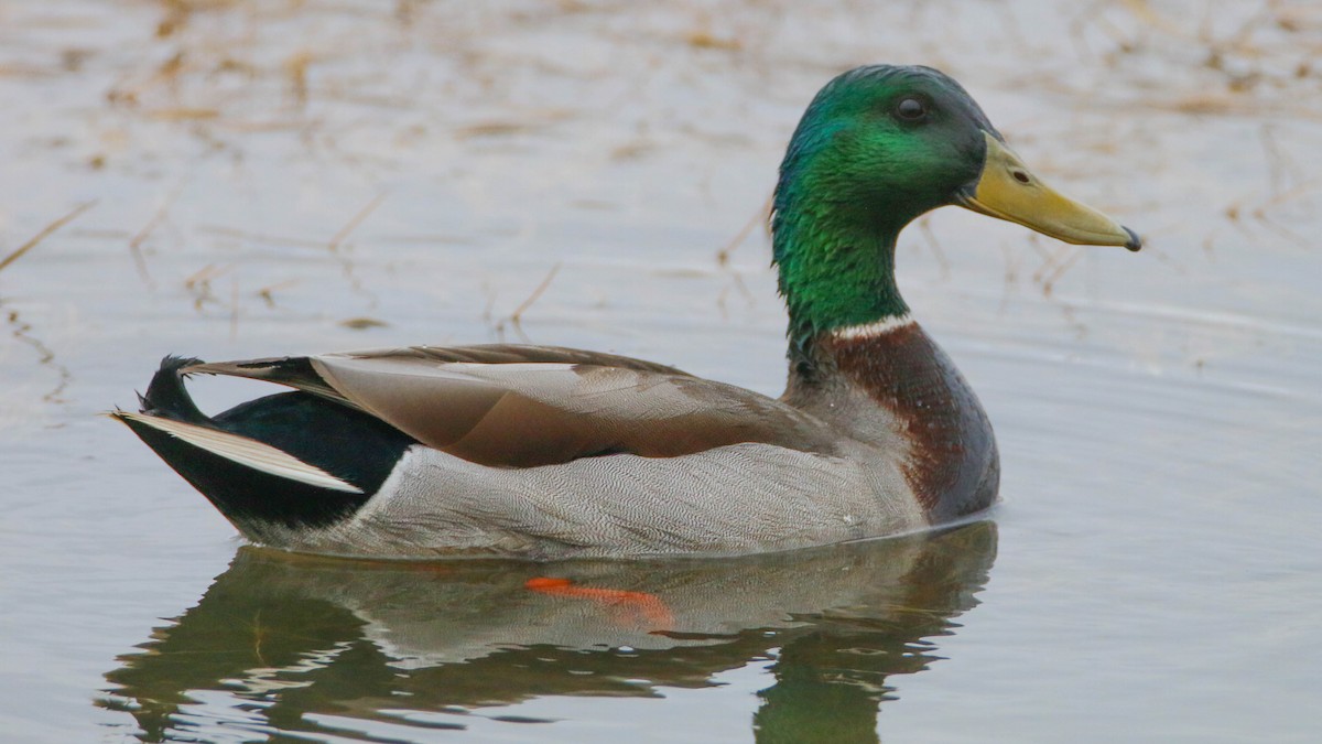 Mallard - ML321928971