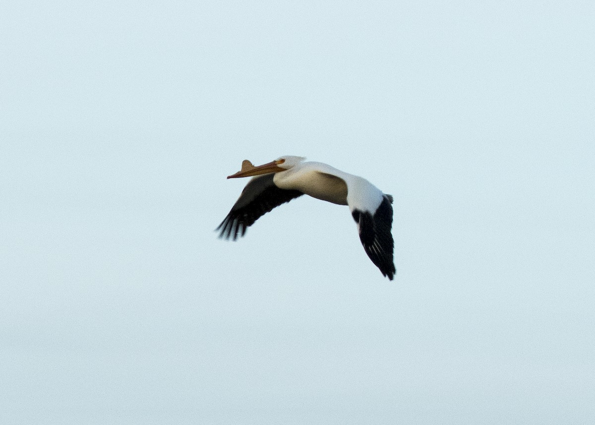pelikán severoamerický - ML321929341