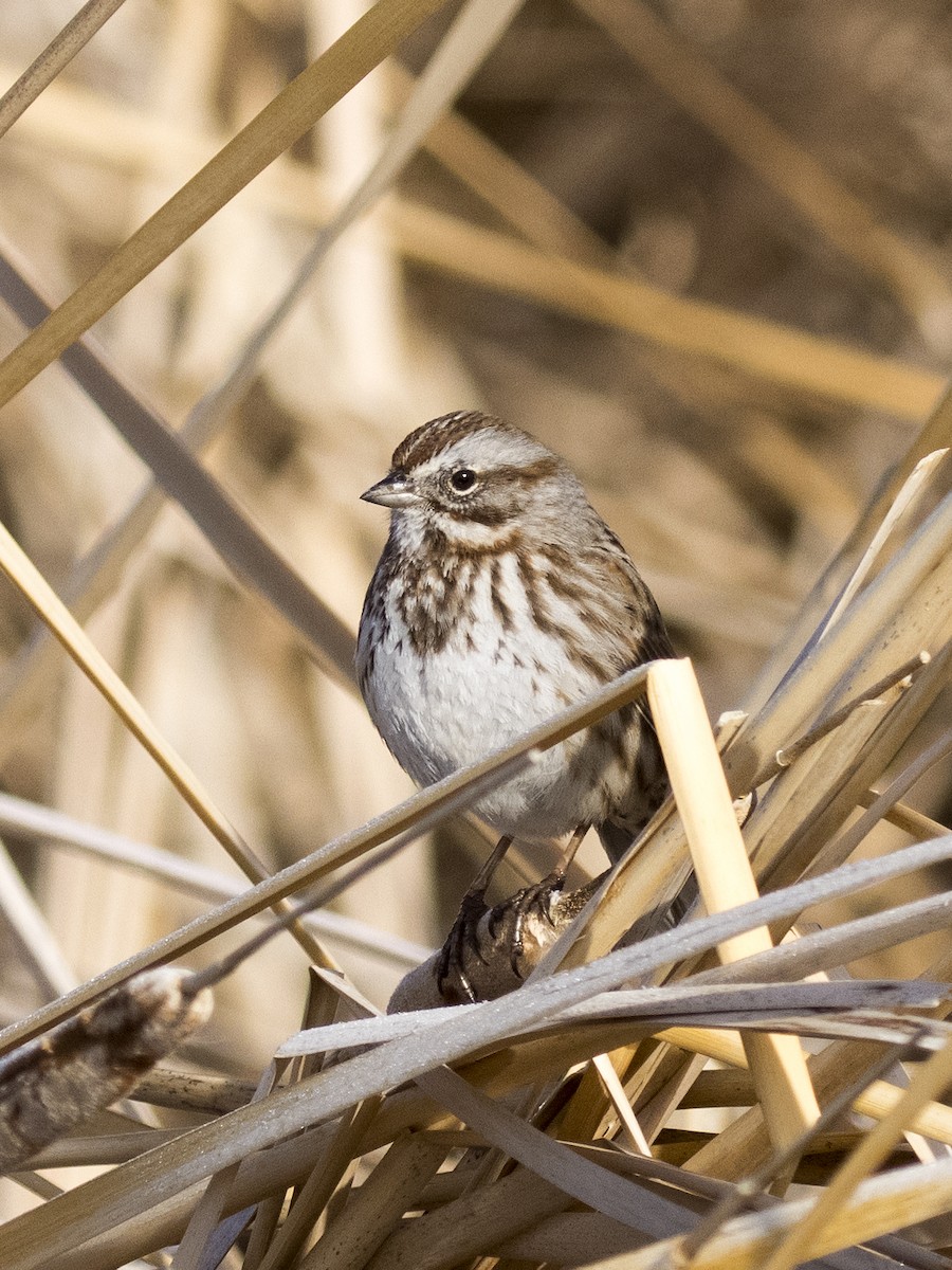 Song Sparrow - Bob Martinka