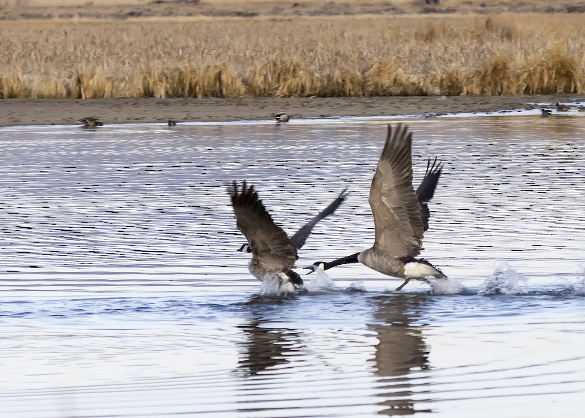 Canada Goose - Bob Martinka