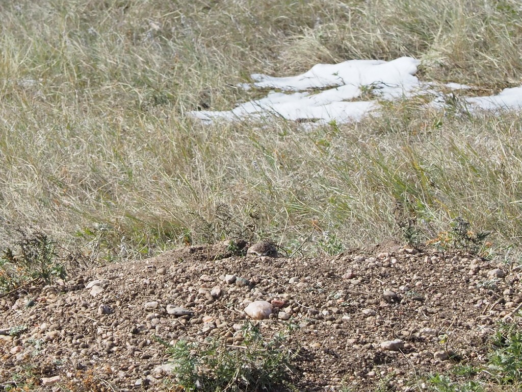 Burrowing Owl - ML321929921